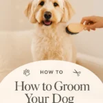 Brush Your Pets Coat Properly