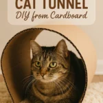 Cat Tunnel DIY from Cardboard