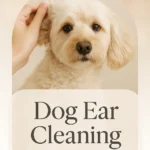 Dog Ear Cleaning at Home