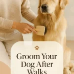 Groom Your Dog After Walks