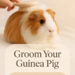 Groom Your Guinea Pig