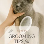 Grooming Tips for Senior Cats