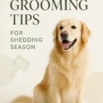 Grooming Tips for Shedding Season