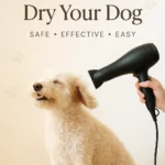 How to Blow Dry Your Dog