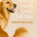 How to Brush Dogs Tail Hair