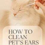How to Clean Pets Ears Naturally