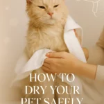 How to Dry Your Pet Safely
