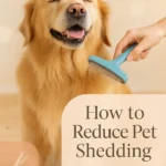 How to Reduce Pet Shedding
