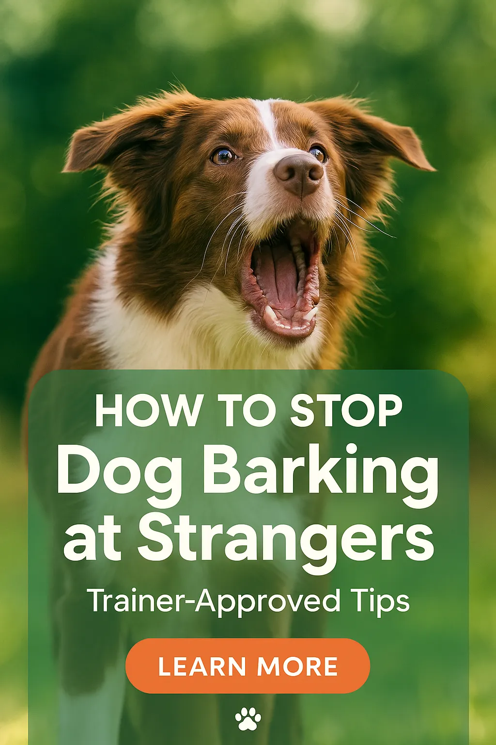 How to Stop Dog Barking at Strangers