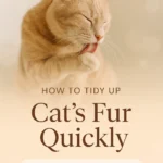 How to Tidy Up Cats Fur Quickly