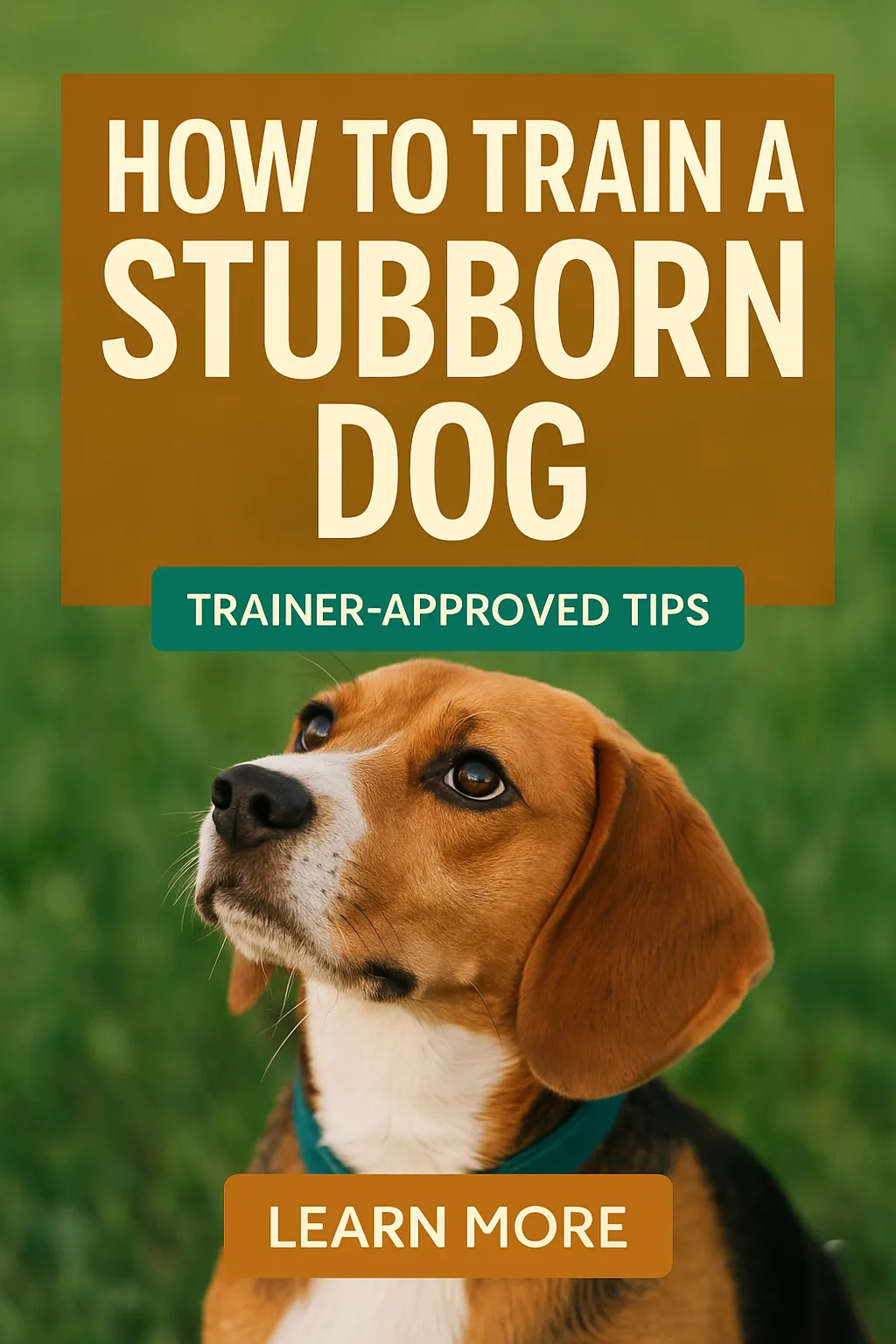 How to Train a Stubborn Dog