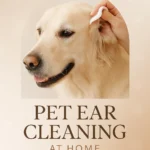 Pet Ear Cleaning at Home