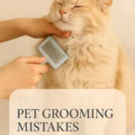 Pet Grooming Mistakes to Avoid