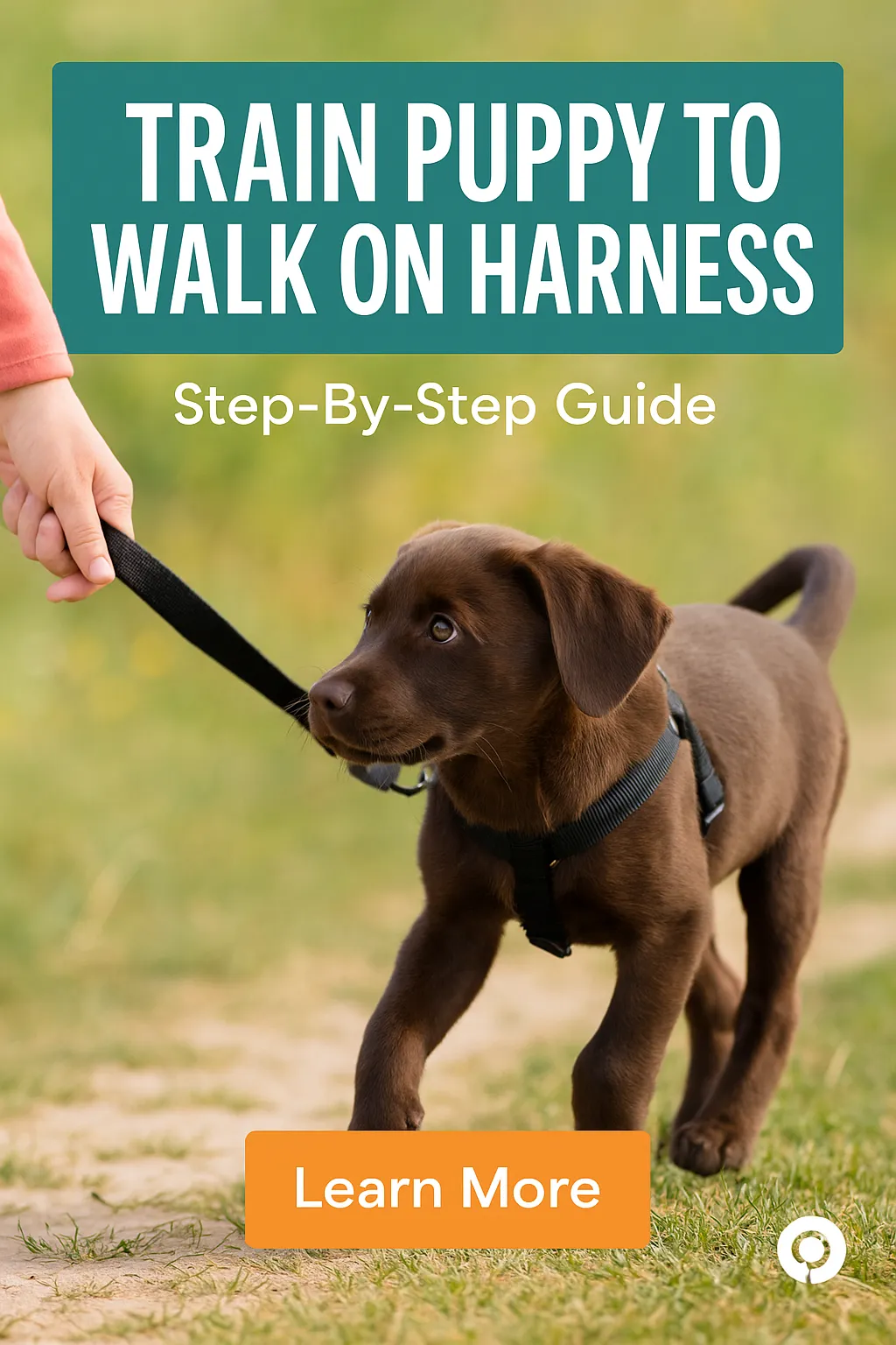 Train Puppy to Walk on Harness
