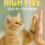 Train Your Cat to High Five