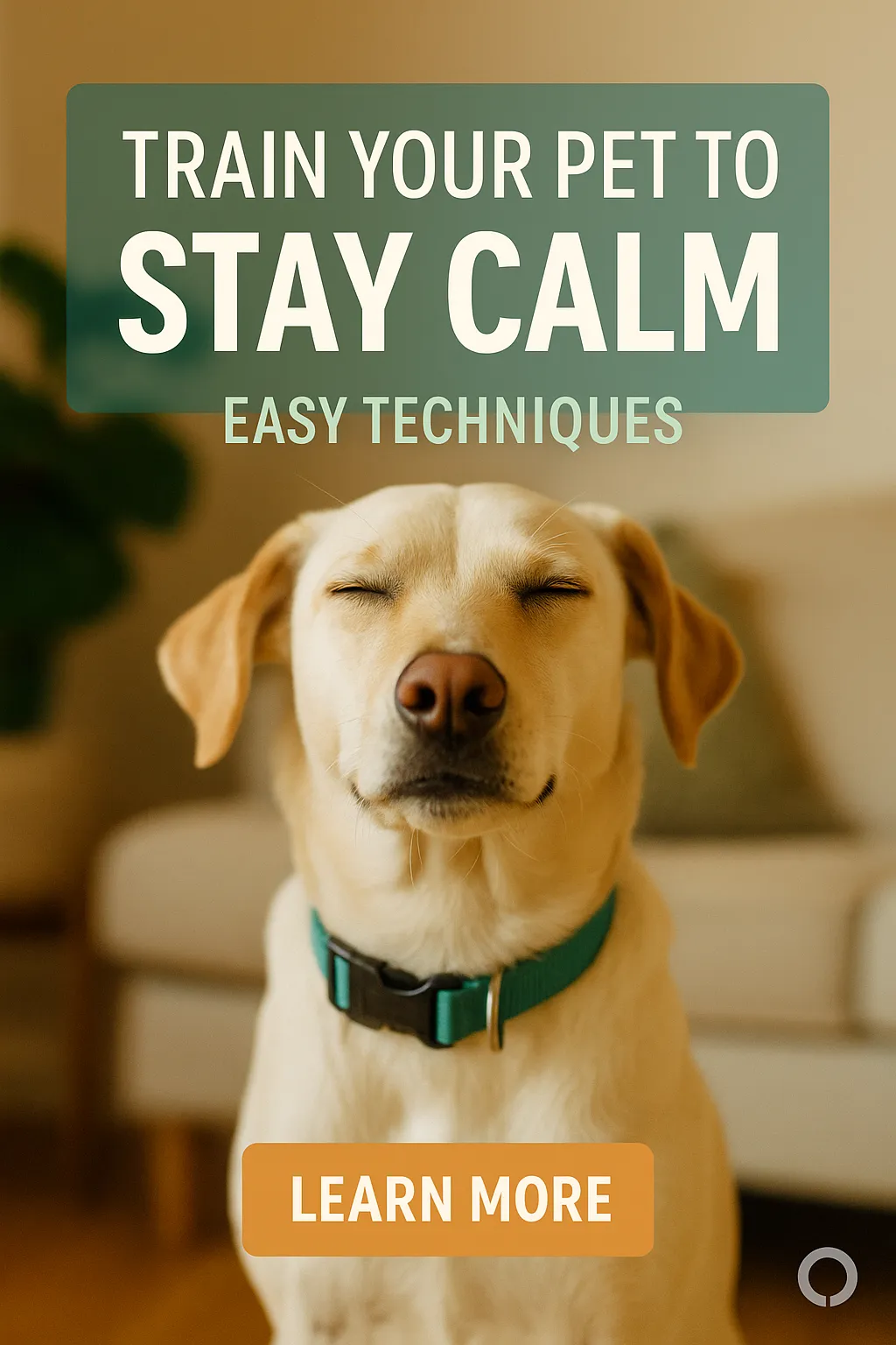 Train Your Pet to Stay Calm