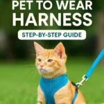 Train Your Pet to Wear Harness
