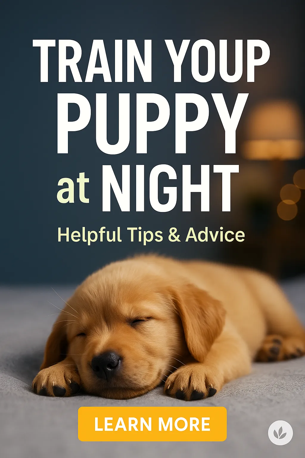 Train Your Puppy at Night