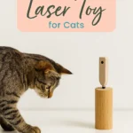 DIY Interactive Laser Toy for Cats